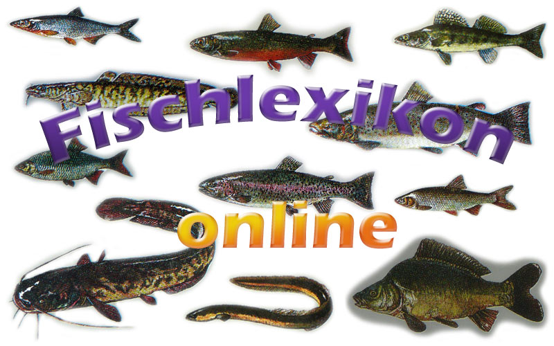 fischlexikon-online