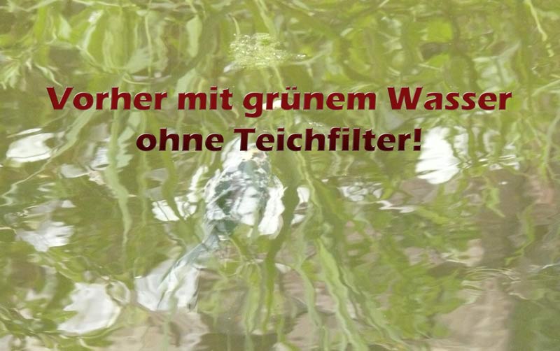 gruener-teich-ohne-teichfilter-vergleich