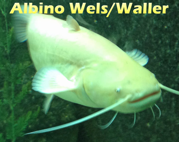 Der Waller, Wels (silurus glanis) Teichfilter