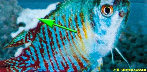 apiosoma-glossatella-epistylis-heteropolaria-neu