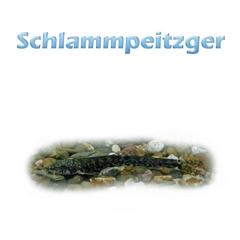 Der Schlammpeitzger, Schlammbeisser, Wetterfisch (misgurnus fossilis