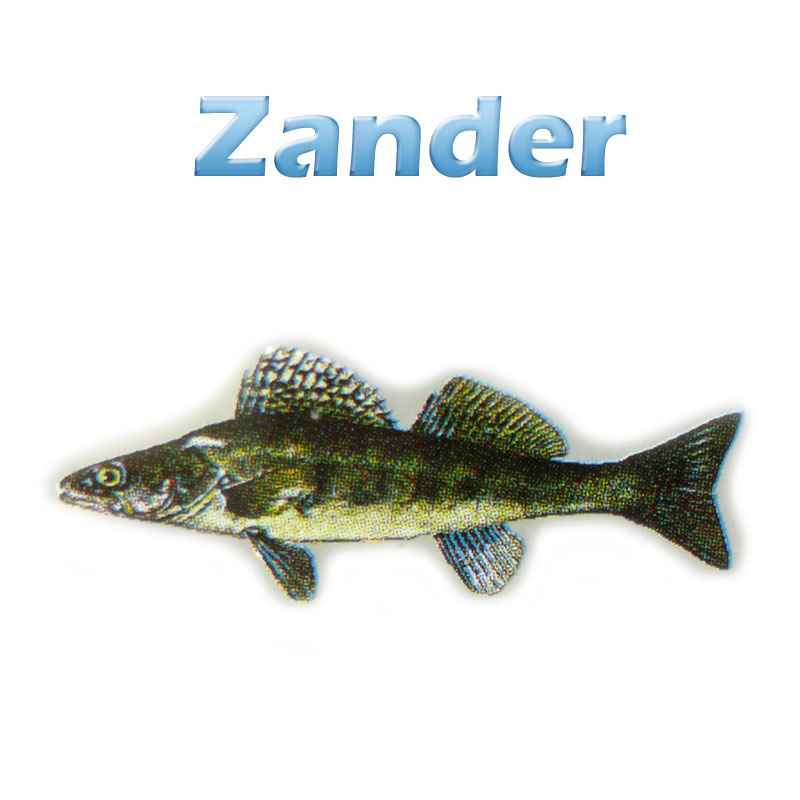 Der Zander, Schill (stizostedion lucioperca) Teichfilter