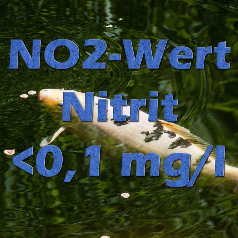 52+ Zu Viel Nitrit Im Teich, Wenn sie einen zu hohen gehalt an nitrit