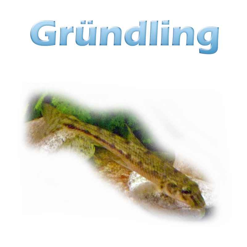 Der Gründling (gobio gobio) Teichfilter