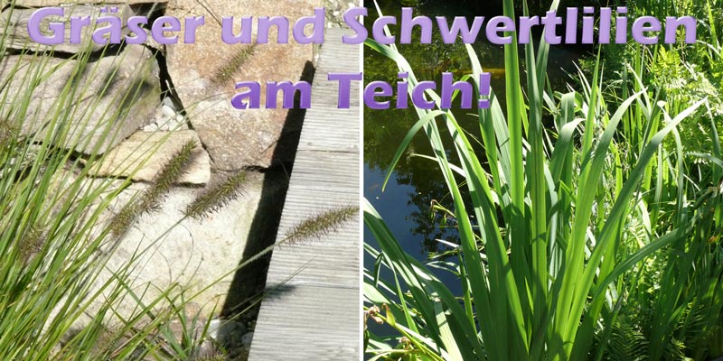 lampenputzergras-wasserschwertlilie-teich