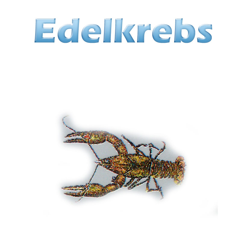 Der Edelkrebs
