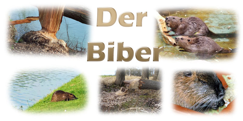 biber-fotos