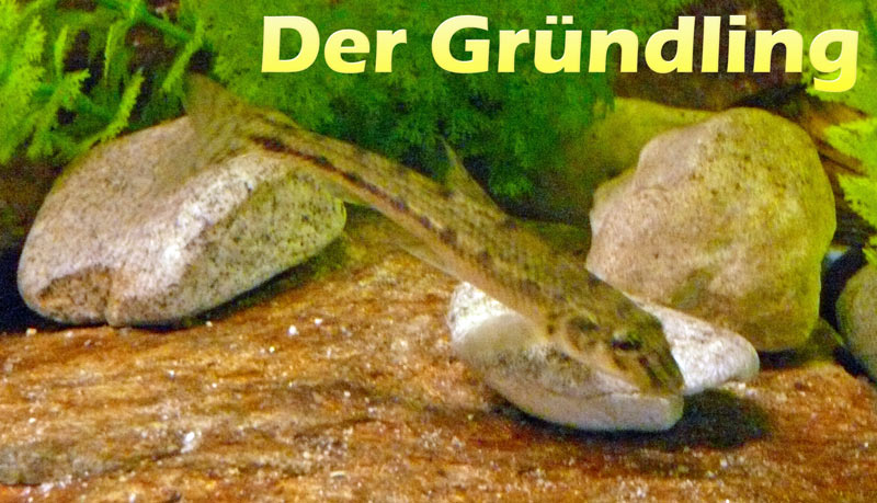 gruendling-fotos