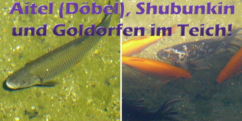 aitel-doebel-shubunkin-goldorfen-teich