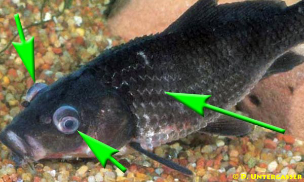 bakterielle-bauchwassersucht-schuppenstraeube-neu