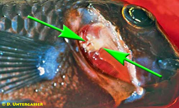 bakterielle-kiemenfaeule-neu