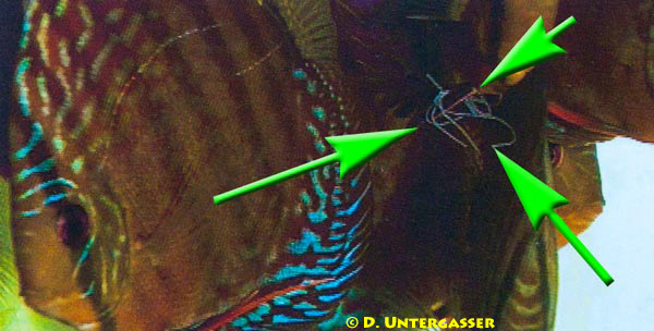 bandwuermer-cestoda-neu