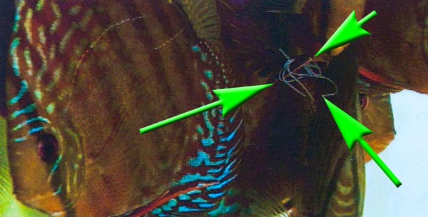 Fischkrankheiten durch Würmer wie z.B. Band, Kiemen und Hautwürmer