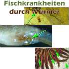 Fischkrankheiten Teichfilter
