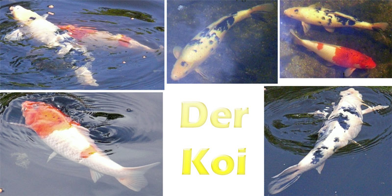 koi-merkmale-farbmuster