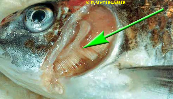 beschaedigte-kiemen-nach-ammoniakvergiftung-neu