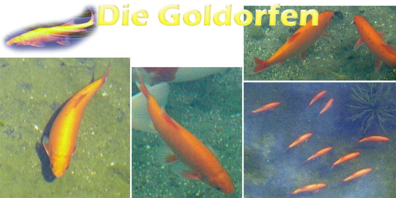 goldorfen-merkmale-fotos