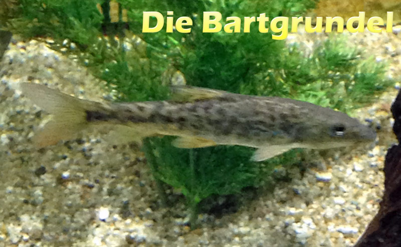 bartgrundel-merkmale-fotos