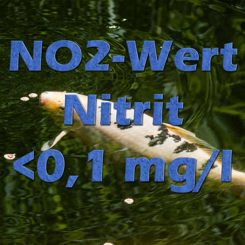 Nitrit NO2 im Teich Teichfilter