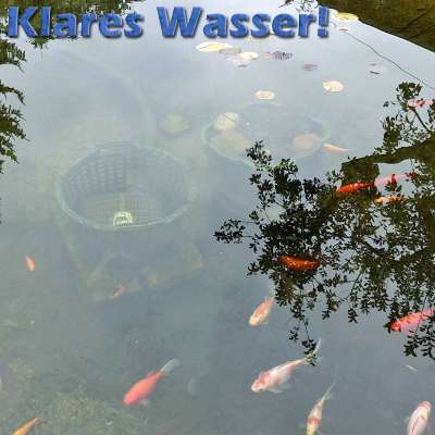 Erfahrungen über unseren Teich und Teichfilter von www.teichfilter.eu