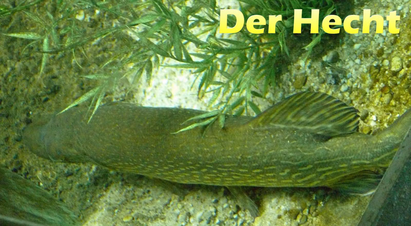 hecht-fotos-esox-lucius