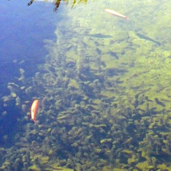 glasklares-wasser-durch-teichfilterung