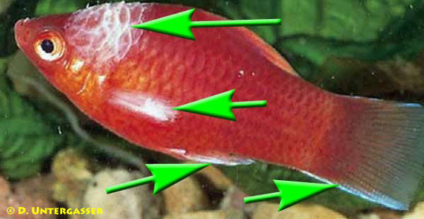 columnaris-fischkrankheit-neu