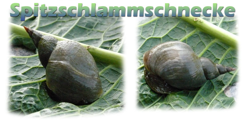 spitzschlammschnecke-teich