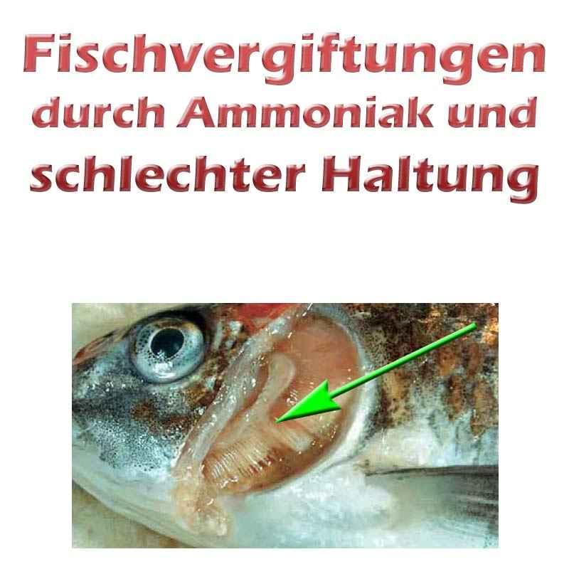 Fischkrankheiten durch Ammoniakvergiftung und schlechter Haltung