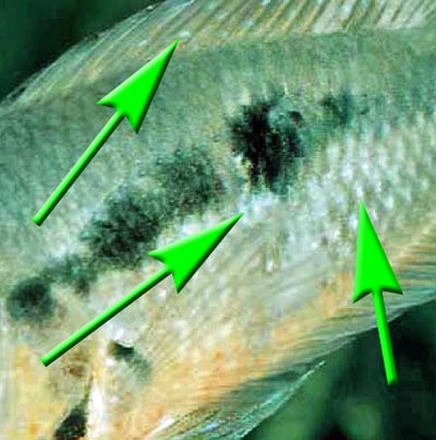 trichodina-infektion-herzfoermige-hauttrueber