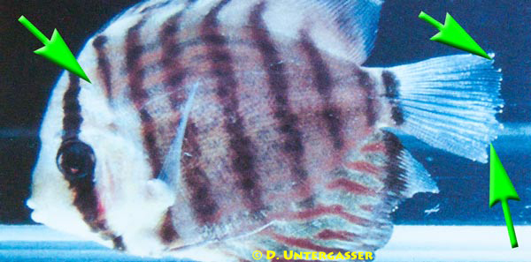 darmflagellaten-hexamita-spironucleus-protoopalina-trichomonas-cryptobia-neu