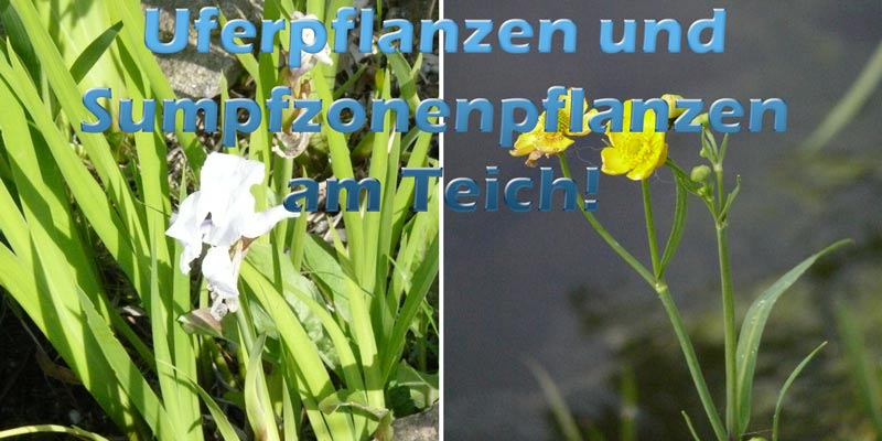 uferpflanzen-sumpfzonenpflanzen-teich