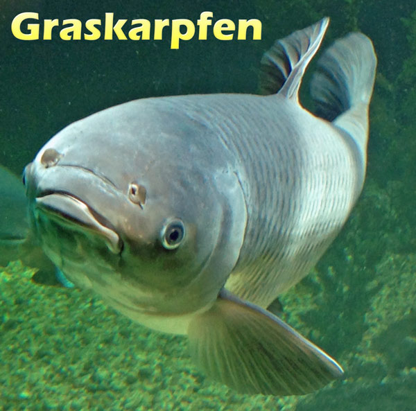 graskarpfen-kopf-foto