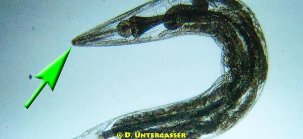diskus-madenwurm-oxyuris-sp-neu