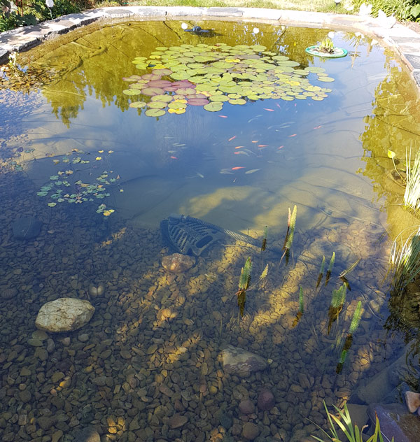 kunden-erfahrung-teichfilter-20000-liter-teich-3-filterkammern-goldfische-rotfedern-11