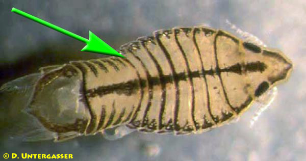parasitische-asseln-fischparasiten-2-neu