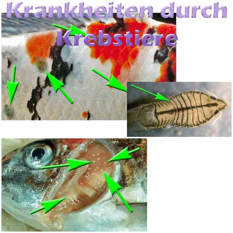 Fischkrankheiten wie z.B. Kiemenkrebse, Karpfenläuse und Ankerwürmer