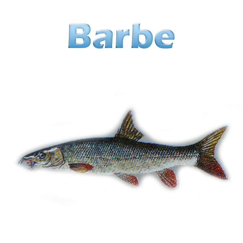 Die Barbe, Flussbarbe, Barbel, Pigge (barbus barbus) Teichfilter