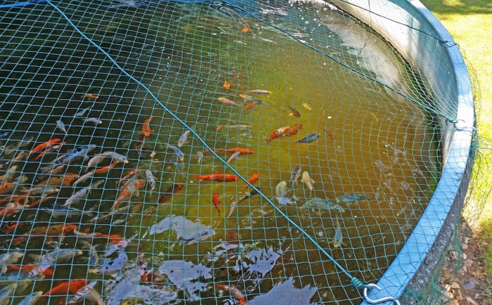 Teichfiltersystem von www.teichfilter.eu Erfahrung am 18000 Liter Pool