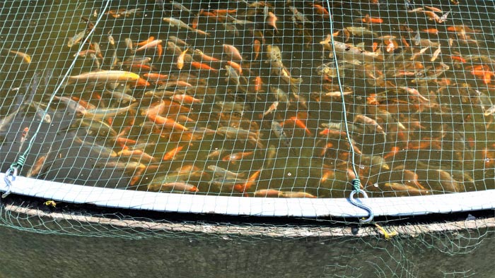 erfahrung-teichfiltersystem-18000-liter-pool-mit-kois-7