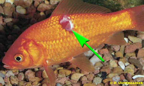 erythrodermatitis-geschwuer-fischkrankheit-neu