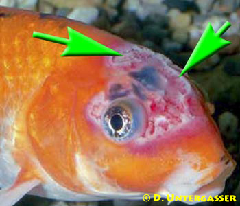 erythrodermatitis-neu