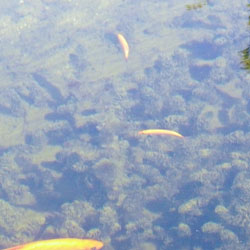 fische-im-teich-unter-wasser