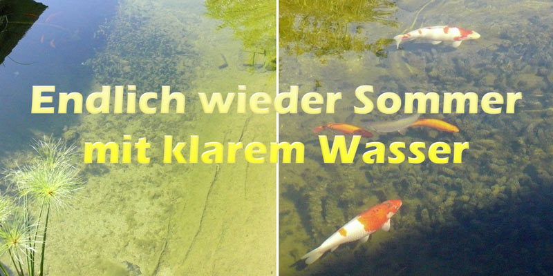 sommer-am-teich-mit-klarem-wasser