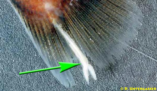 ankerwuermer-fische-krankheit-neu