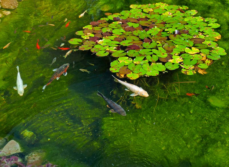 erfahrung-mit-teichfilter-koi-gartenteich-3