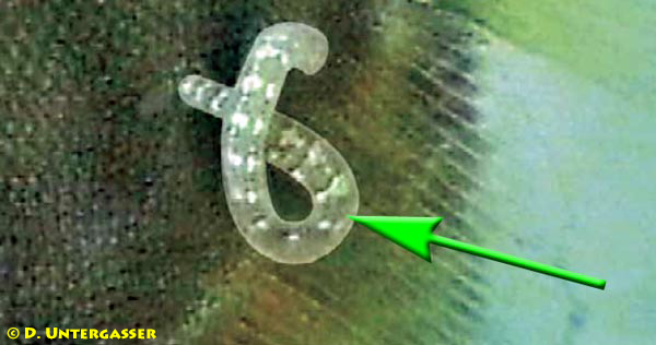 fischegel-piscicola-sp-2-neu