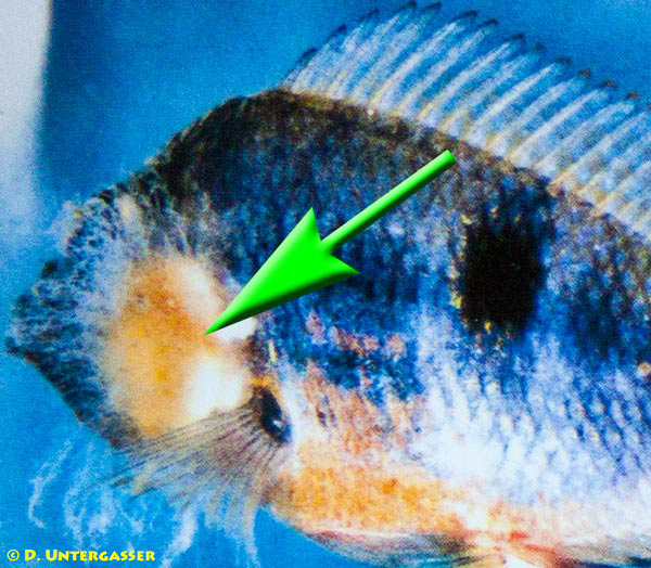 fischkrankheit-pilzbefall-2-neu