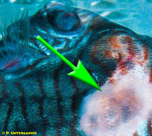 fischpilz-verpilzung-krankheit-3-neu