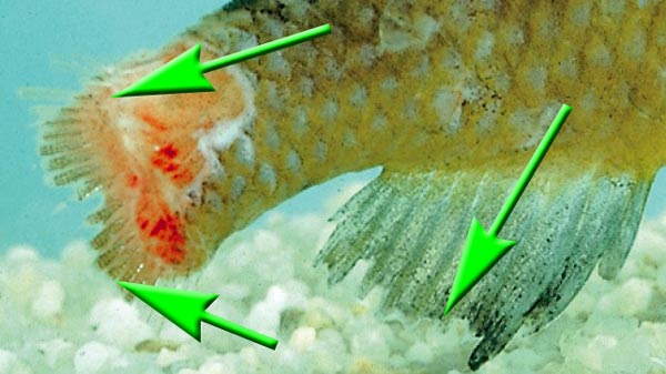 Bakterielle Fischkrankheiten wie Flossenfäule, Bauchwassersucht und